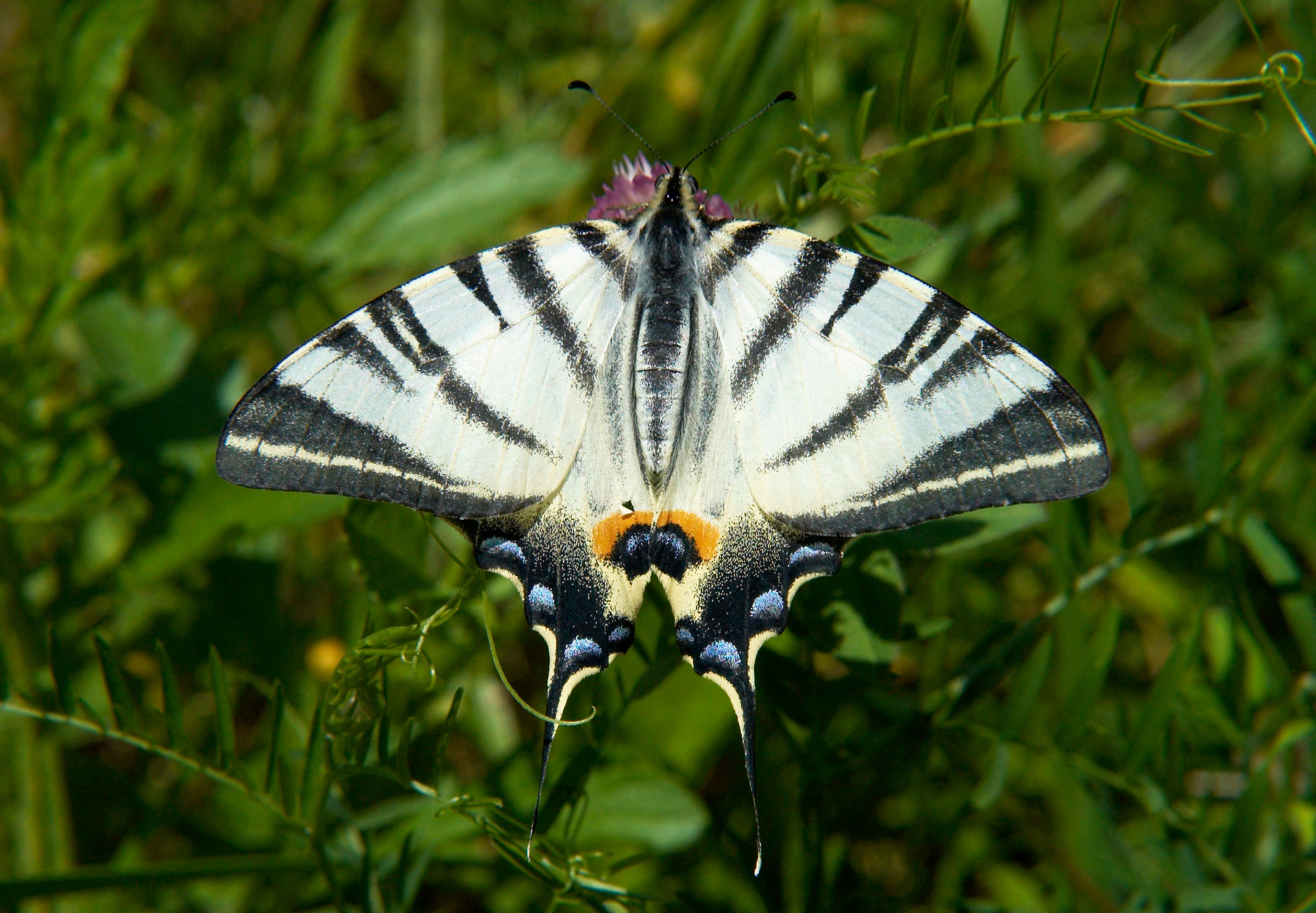 Атлас бабочек Украины